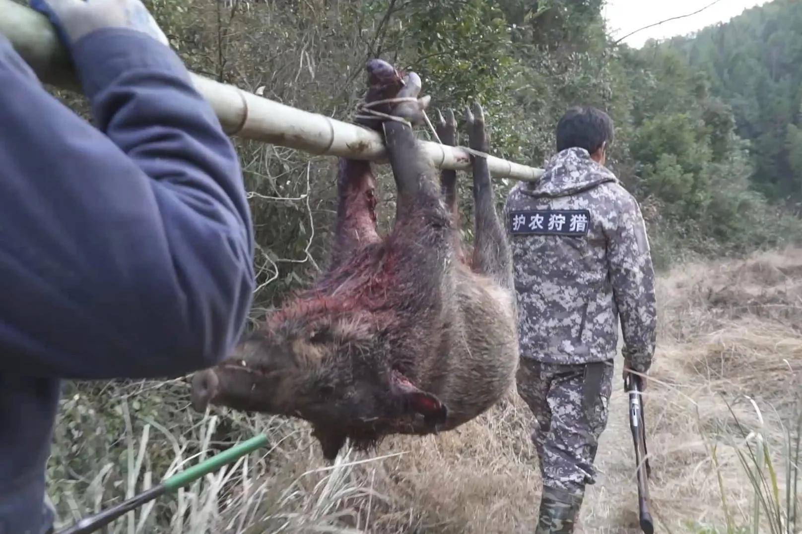 南京迎来首支野猪赏金猎人团，生态保护新篇章开启